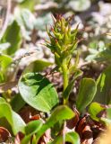 Salix phlebophylla