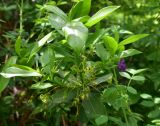 unknown species. Цветки. Турция, ил Артвин, окр. дер. Кашикли, склон, который спускается к р. Корпусу от мечети, опушка зарослей. 12 июня 2026 г.