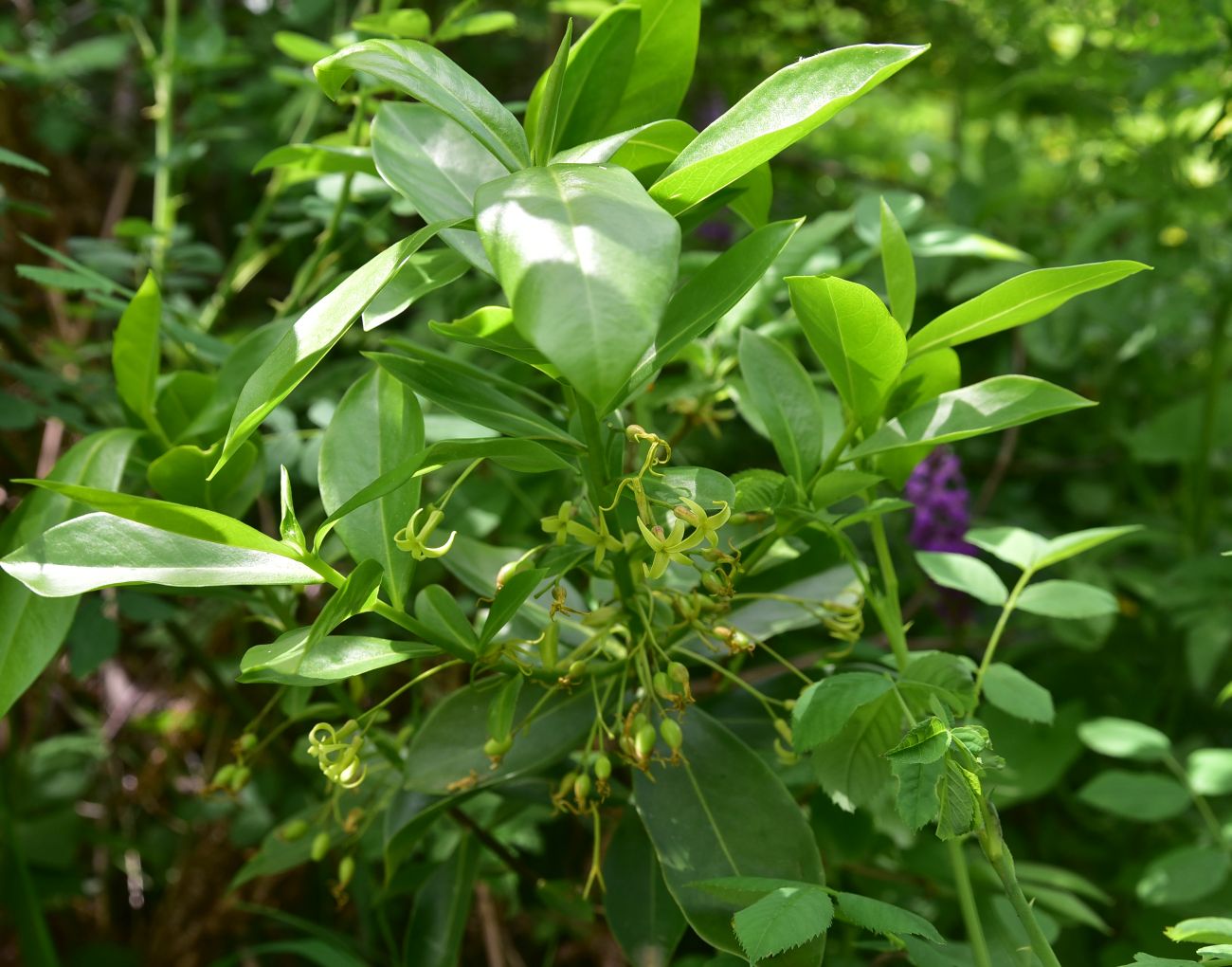 Image of genus Daphne specimen.