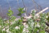 Artemisia absinthium. Побеги. Татарстан, окр. с. Камское Устье, разнотравный луг на краю осыпающегося обрывистого берега. 07.06.2026.