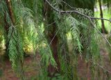 Cupressus funebris. Ветви. Краснодарский край, г. Сочи, парк \"Дендрарий\". 17.08.2026.