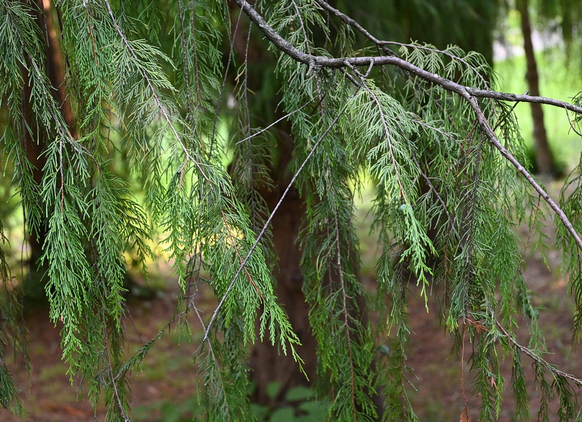 Изображение особи Cupressus funebris.