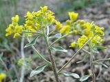 Odontarrhena tortuosa. Верхушка цветущего растения. Украина, Донецкая обл., Новоазовский р-н, балка Харцызская, известняковые обнажения. 10.05.2011.