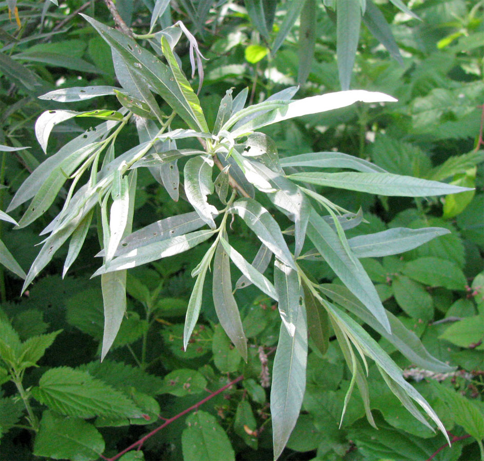 Image of Salix gmelinii specimen.