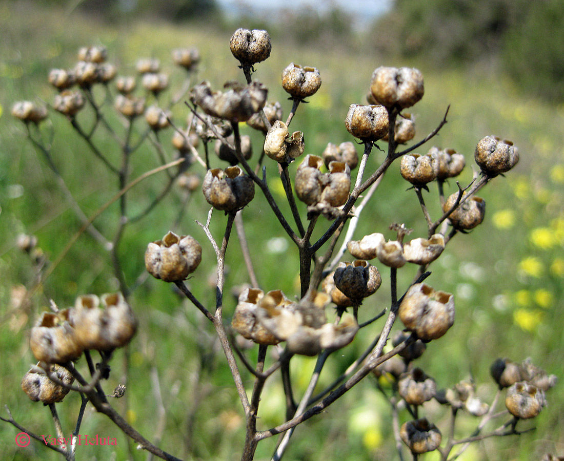 Image of Ruta divaricata specimen.