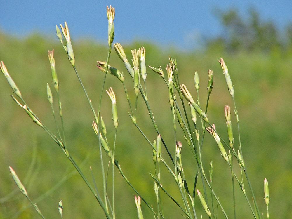 Изображение особи Dianthus elongatus.