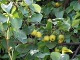 genus Pyrus. Ветви с плодами. Узбекистан, г. Ташкент, Ботанический сад им. Ф.Н. Русанова, 21.08.2008.