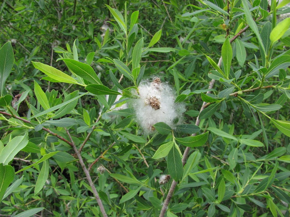 Изображение особи Salix purpurea.