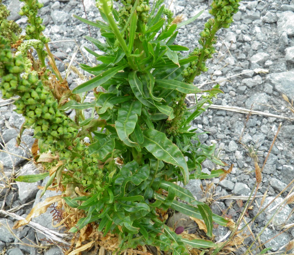 Image of Reseda luteola specimen.