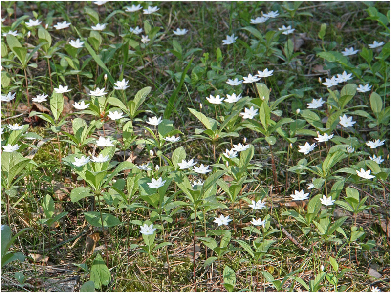 Изображение особи Trientalis europaea.