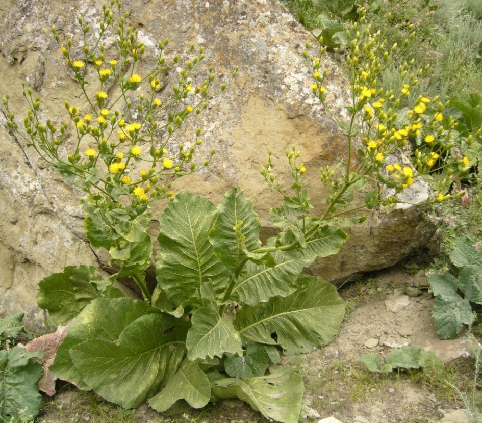 Image of Codonocephalum peacockianum specimen.