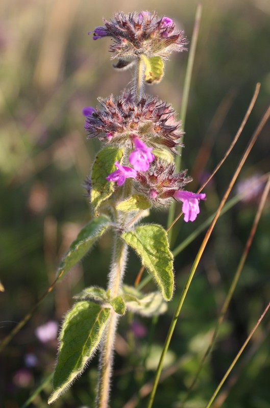 Image of Clinopodium vulgare specimen.