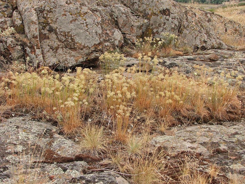 Image of Allium flavescens specimen.
