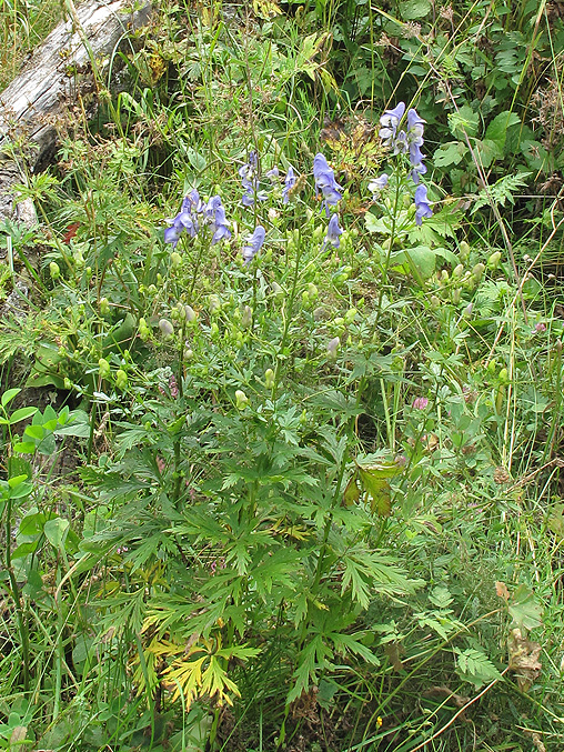 Image of Aconitum nasutum specimen.