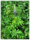Lupinus polyphyllus