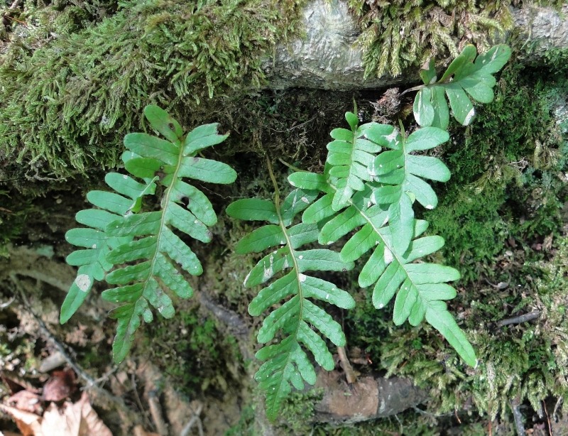 Image of Polypodium vulgare specimen.