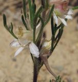 Delphinium rugulosum. Часть побега с цветками. Казахстан, хр. Каратау, долина р. Икансу. 30.04.2011.