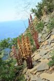 Orobanche laxissima