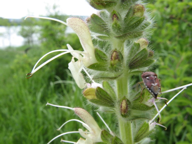 Image of Salvia austriaca specimen.