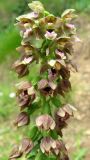 Epipactis helleborine. Верхняя часть соцветия. Крым, окр. Ялты, ущелье Уч-Кош, сосновый лес. 5 июля 2011 г.