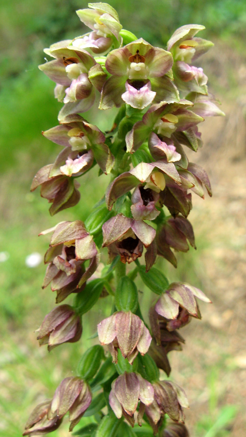 Изображение особи Epipactis helleborine.