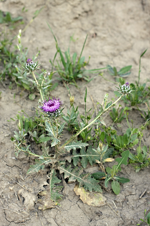 Изображение особи Cousinia microcarpa.