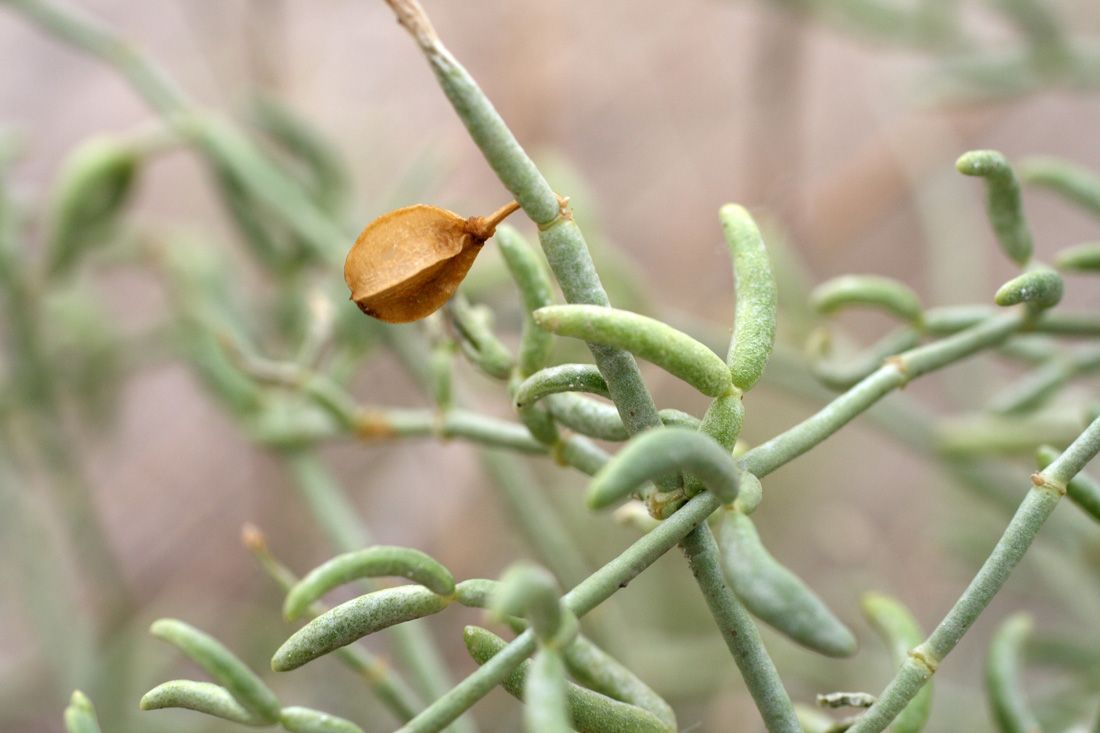 Image of Zygophyllum eichwaldii specimen.