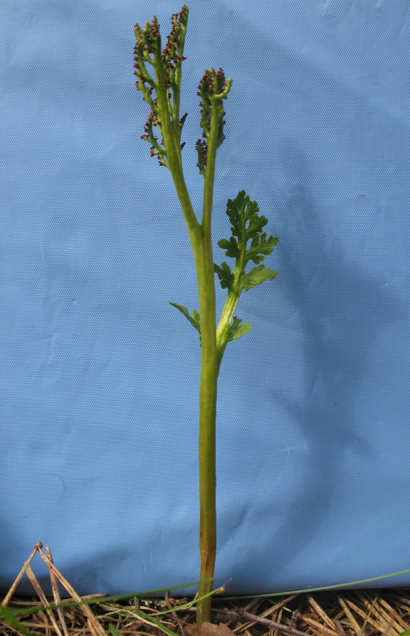 Image of Botrychium matricariifolium specimen.