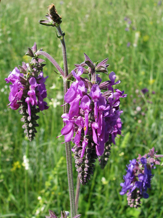 Изображение особи Salvia nutans.