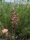 Orobanche caryophyllacea