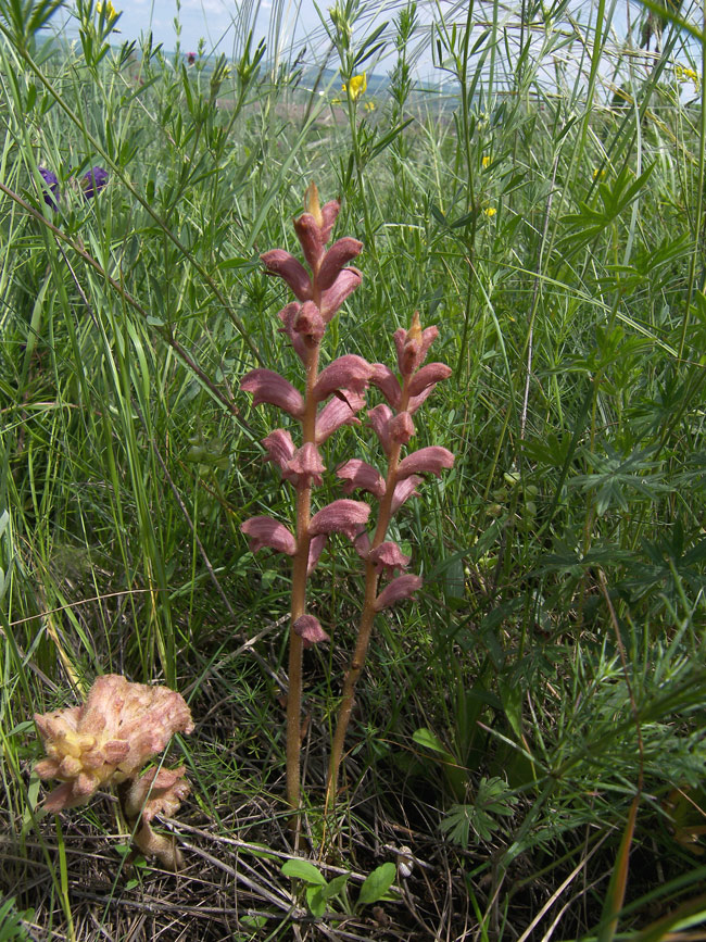 Image of Orobanche caryophyllacea specimen.