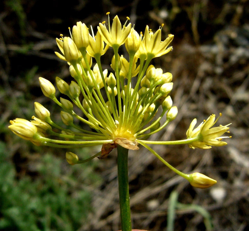 Изображение особи Allium scabriscapum.