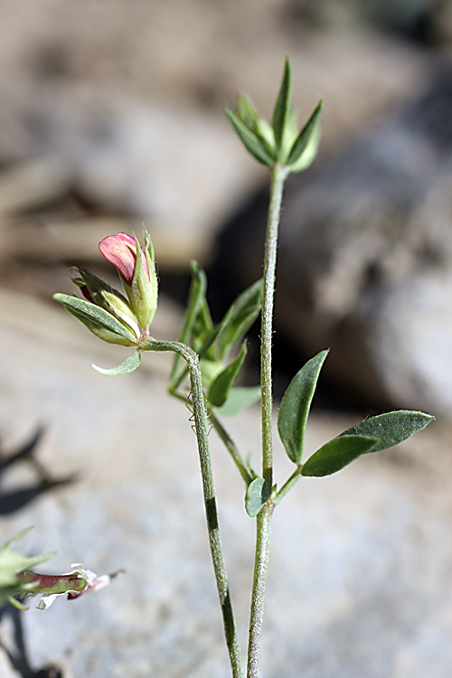 Image of Lotus sergievskiae specimen.