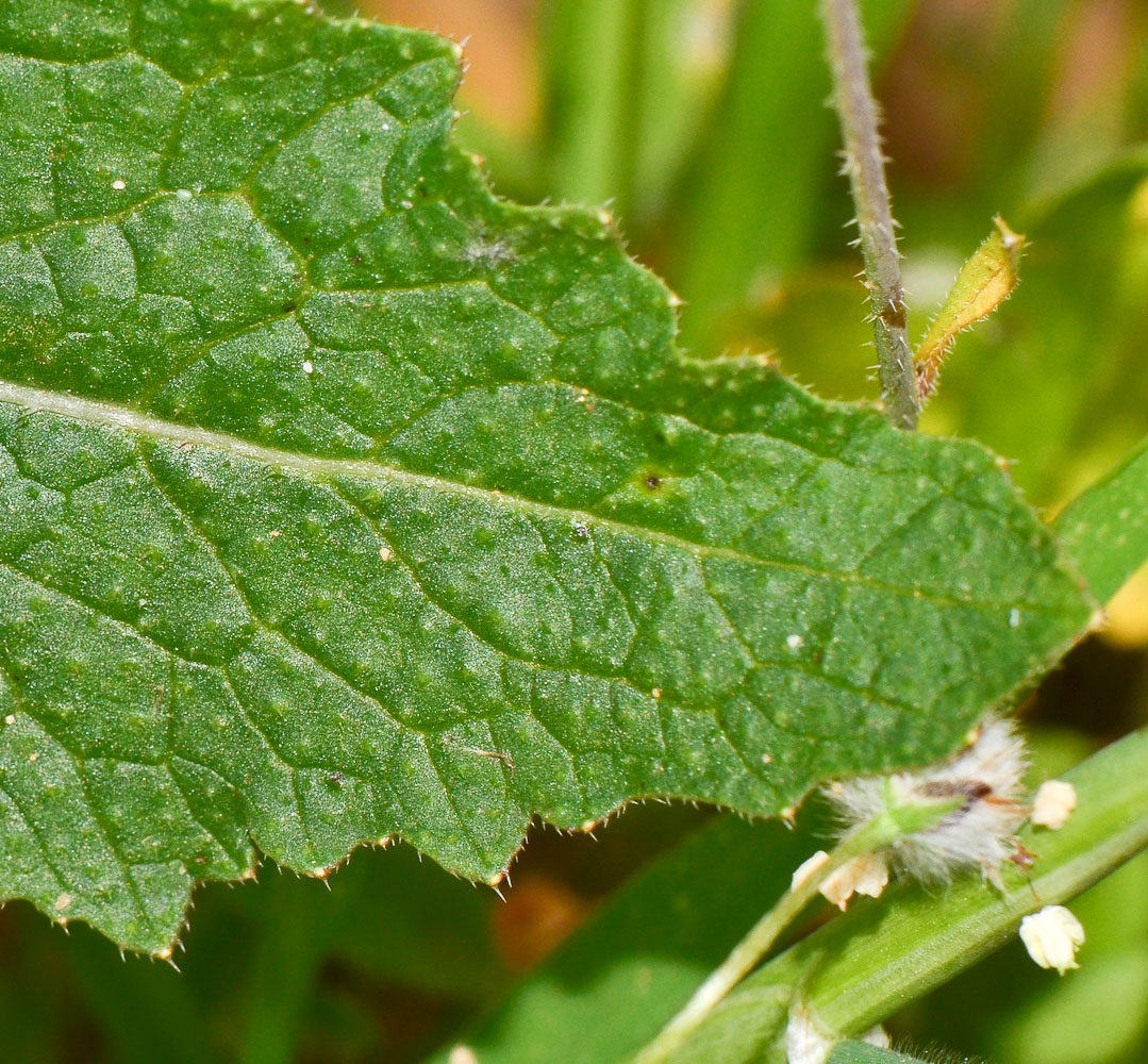 Image of Brassica sisymbrioides specimen.