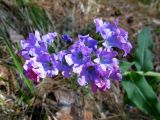 Pulmonaria mollis