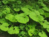 Petasites hybridus. Прикорневые листья. Украина, Закарпатская обл., Раховский р-н, на берегу ручья в буковом лесу, 350 м н.у.м. 3 мая 2008 г.
