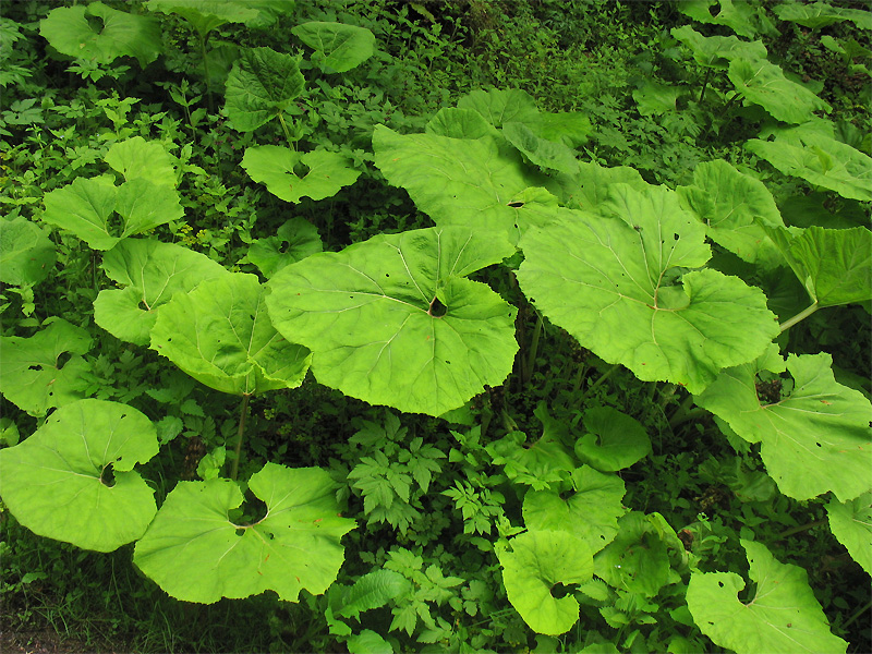 Image of Petasites hybridus specimen.