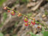 Rumex scutatus