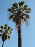 Washingtonia filifera. Верхняя часть дерева с кроной. Сочи, дендрарий. 17.03.2009.