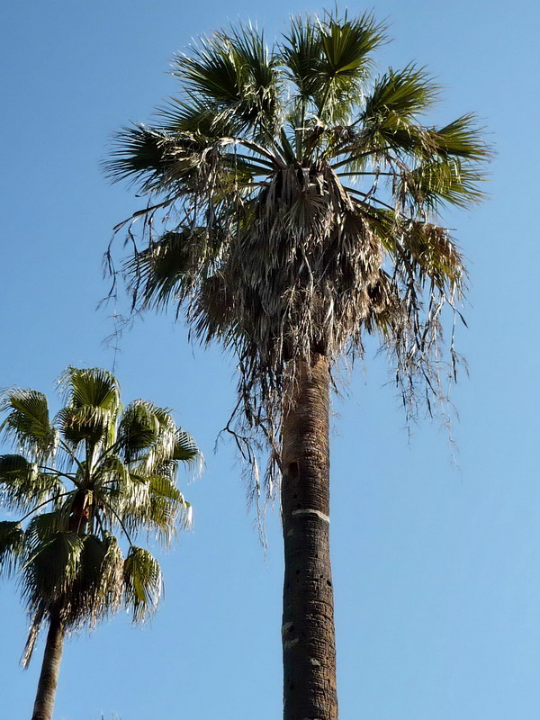 Image of Washingtonia filifera specimen.