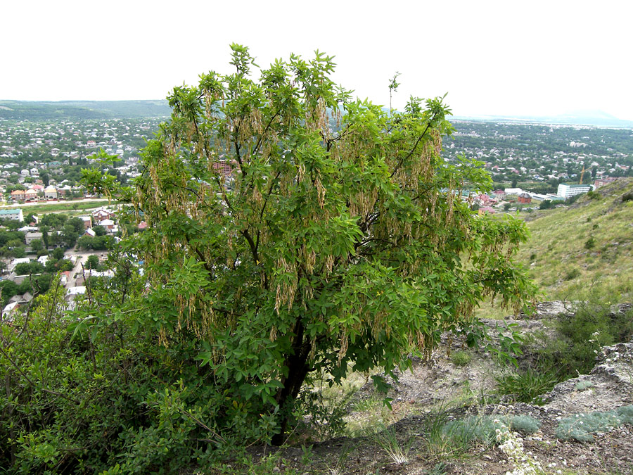 Image of Laburnum anagyroides specimen.