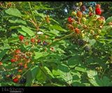 Rubus tauricus