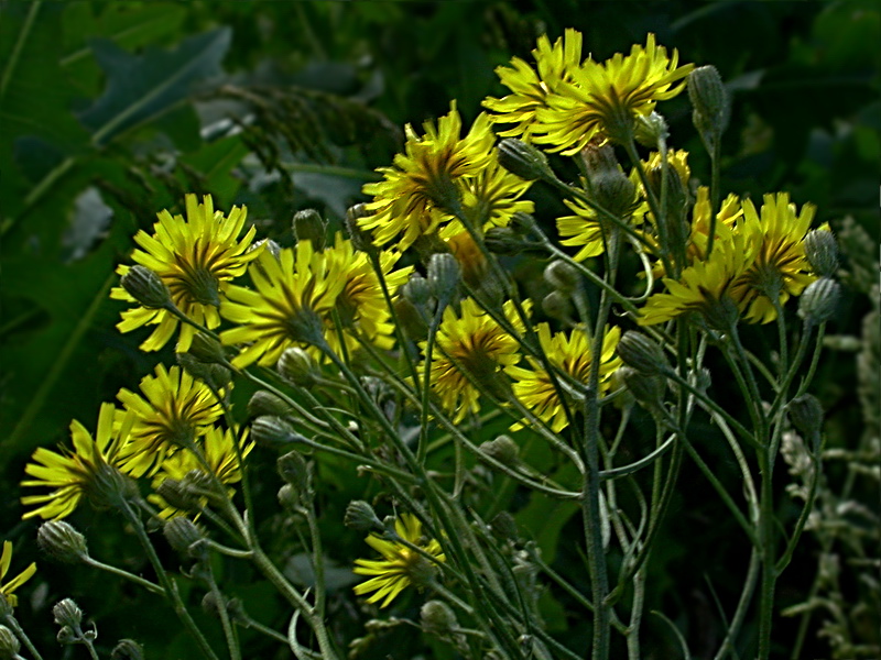 Изображение особи Crepis ramosissima.