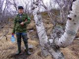 род Betula. Крупное растение возле родника. Кольский п-ов, Восточный Мурман, окр. Туманный, обочина дороги Туманный-ГЭС 16. 12.06.2008.