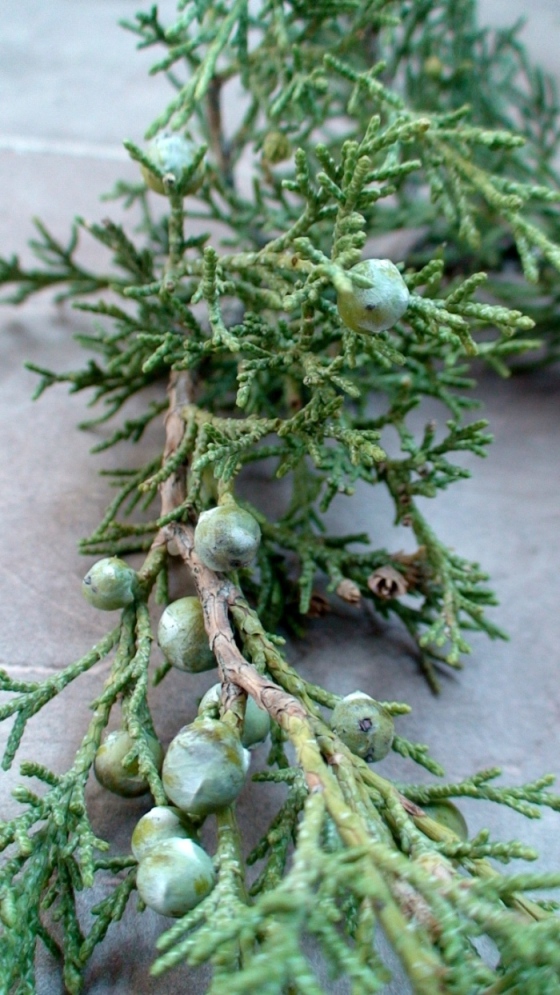 Image of Juniperus polycarpos specimen.