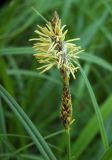 Carex hirta