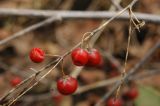 Asparagus officinalis