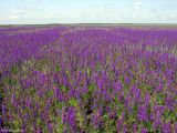 Delphinium hispanicum. Аспект цветущих сорных растений на поле. Крым, окр. Джанкоя. 22.05.2012.