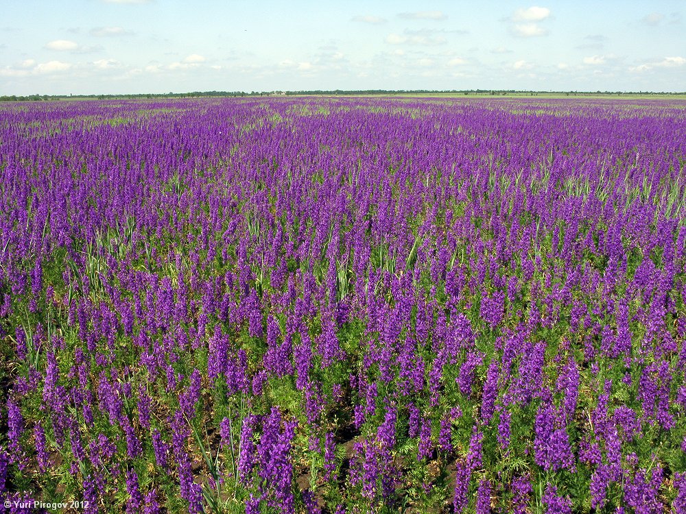 Изображение особи Delphinium hispanicum.