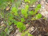 Sedum oppositifolium